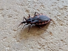 Triatoma