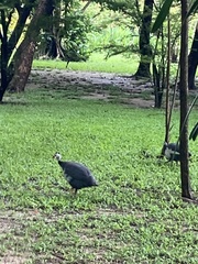 Numida meleagris domesticus