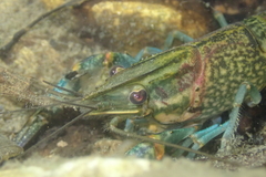 Cherax quadricarinatus