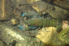 Cherax quadricarinatus