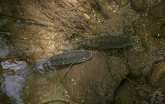 Oreochromis niloticus