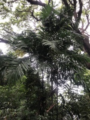 Ptychosperma macarthurii