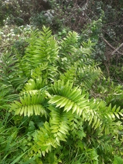 Asplenium oblongifolium