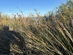 Juncus acutus
