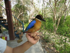 Pitta moluccensis