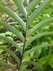 Asplenium oblongifolium