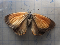 Coenonympha arcania