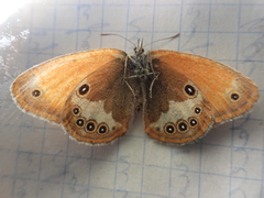 Coenonympha arcania