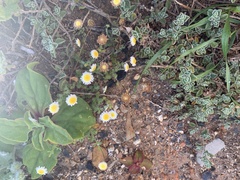 Argyranthemum frutescens