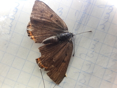 Lycaena