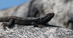 Pogona barbata
