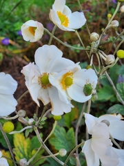 Eriocapitella hupehensis