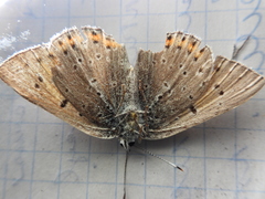 Lycaena