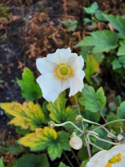 Eriocapitella hupehensis