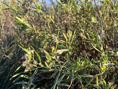 Baccharis glutinosa