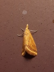 Microtheoris ophionalis