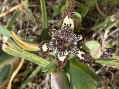 Ferraria