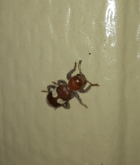 Enoclerus quadrisignatus