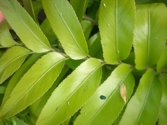 Asplenium oblongifolium