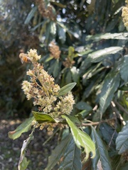 Brachylaena transvaalensis