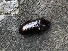 Uloma tenebrionoides