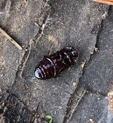 Uloma tenebrionoides