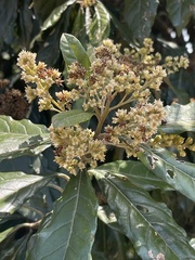 Brachylaena transvaalensis