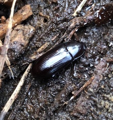 Uloma tenebrionoides