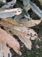 Brachylaena transvaalensis