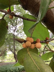 Ficus benghalensis