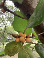 Ficus benghalensis