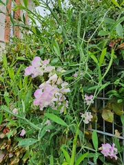 Lathyrus latifolius