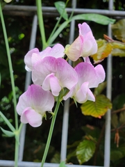 Lathyrus latifolius