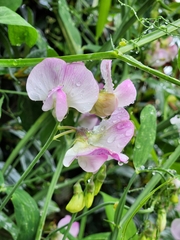 Lathyrus latifolius