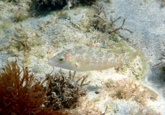 Symphodus cinereus