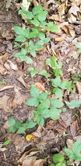 Rubus flagellaris