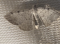 Frederickia nigricomma