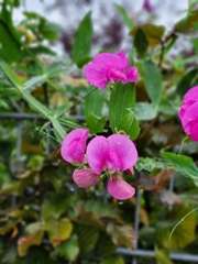 Lathyrus latifolius
