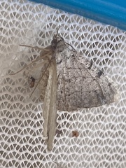 Frederickia nigricomma