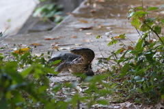 Varanus salvator macromaculatus