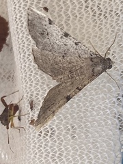 Frederickia nigricomma