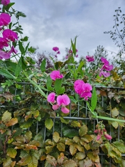 Lathyrus latifolius