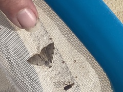 Frederickia nigricomma