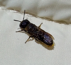 Osmiini