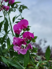 Lathyrus latifolius