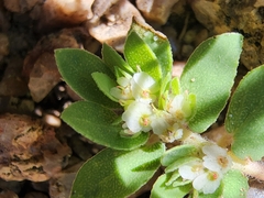 Euphorbia indivisa