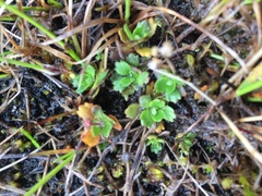 Micranthes foliolosa