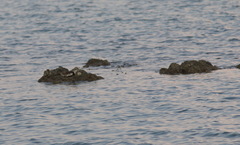 Hydrophasianus chirurgus