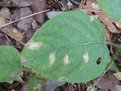Pucciniastrum circaeae