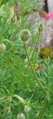 Papaver hybridum